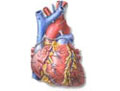 анатомия сердца
