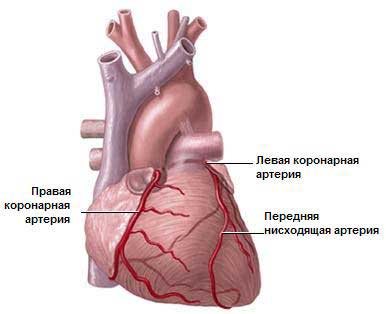 артерии серда кровоснабжение сердца